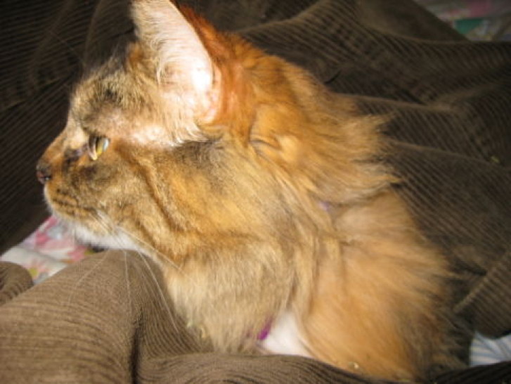 Picture of a cat / kitten / feline