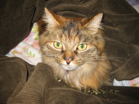 Picture of a cat / kitten / feline