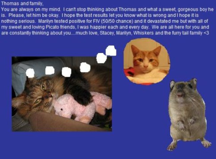 Picture of a cat / kitten / feline