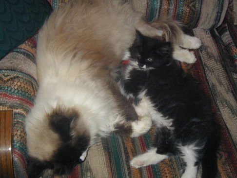 Picture of a cat / kitten / feline