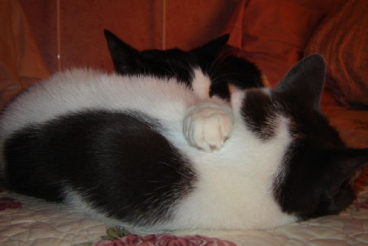 Picture of a cat / kitten / feline