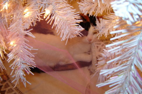 Picture of a cat / kitten / feline