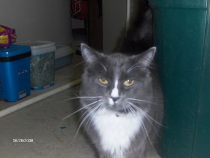 Picture of a cat / kitten / feline