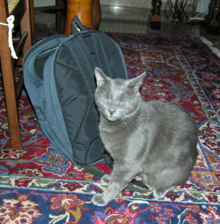 Picture of a cat / kitten / feline