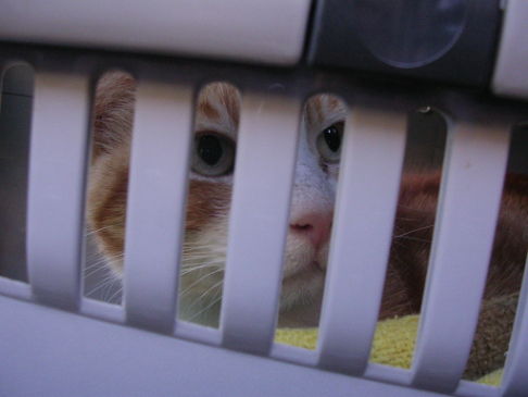 Picture of a cat / kitten / feline