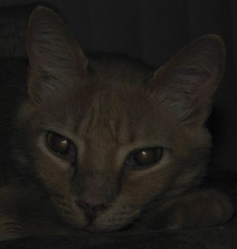 Picture of a cat / kitten / feline