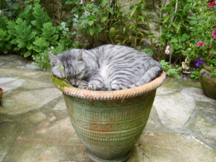 Picture of a cat / kitten / feline