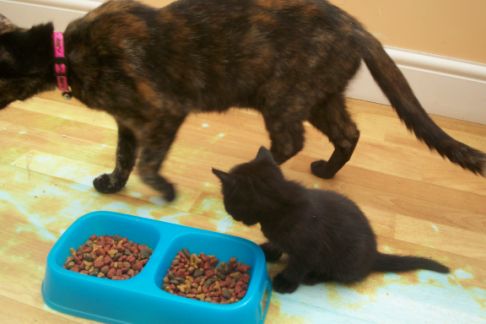 Picture of a cat / kitten / feline