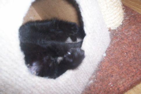 Picture of a cat / kitten / feline