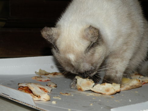 Picture of a cat / kitten / feline