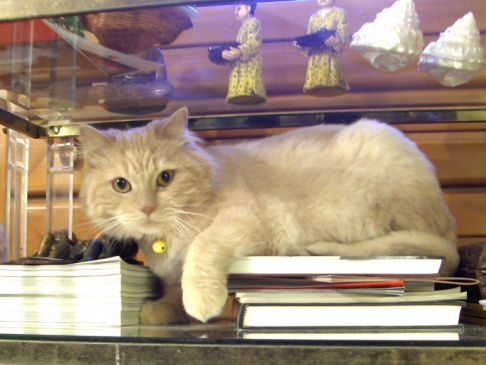 Picture of a cat / kitten / feline