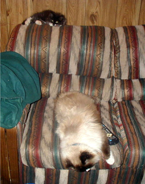 Picture of a cat / kitten / feline