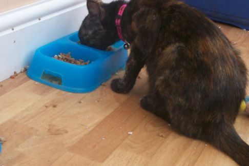 Picture of a cat / kitten / feline