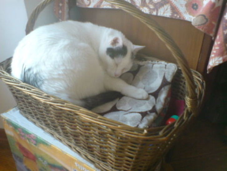 Picture of a cat / kitten / feline