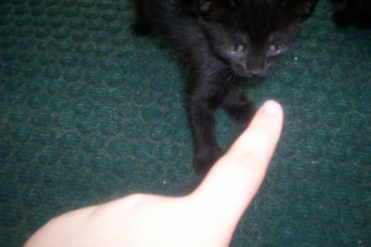 Picture of a cat / kitten / feline