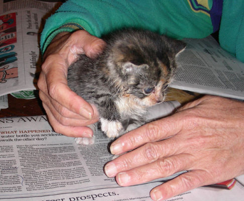 Picture of a cat / kitten / feline